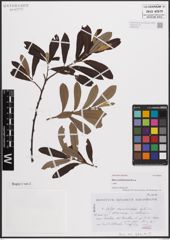 Foto von Salix conimbricensis Rothm.